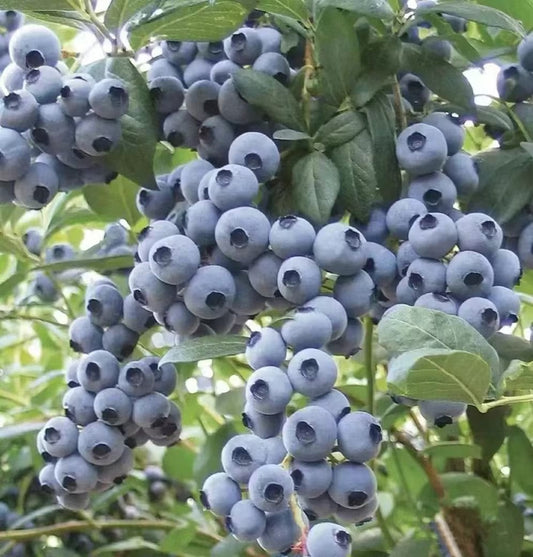 Giant Blueberry Fruit Seeds|š« Flat 50% Savingš«